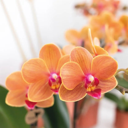 Kolibri Orchids | Oranje Phalaenopsis orchidee - Mineral Bolzano - potmaat Ø9cm | bloeiende kamerplant - vers van de kweker Everspring