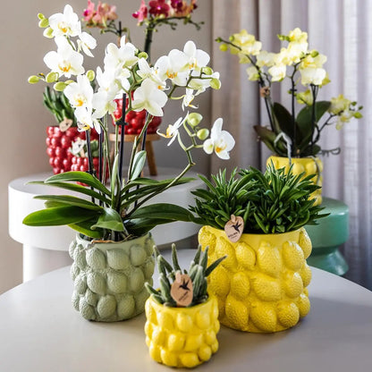 Kolibri Orchids | gele Phalaenopsis orchidee – Mexico + Citrus sierpot green – potmaat Ø9cm – 40cm hoog | bloeiende kamerplant in bloempot - vers van de kweker Everspring