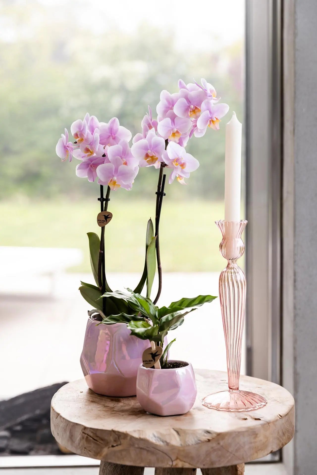 Kolibri Orchids | Roze phalaenopsis orchidee - Andorra - potmaat Ø9cm | bloeiende kamerplant - vers van de kweker Everspring