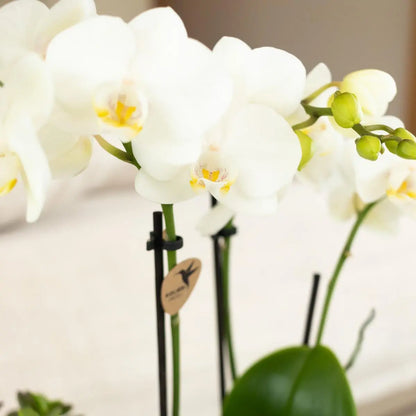 Kolibri Orchids | witte Phalaenopsis orchidee - Amabilis - potmaat Ø9cm | bloeiende kamerplant - vers van de kweker Everspring