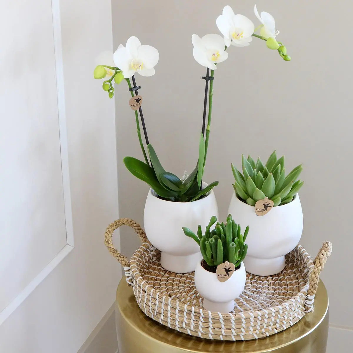 Kolibri Company | Gift set Scandic white | Plantenset met witte Phalaenopsis Orchidee en Succulenten incl. keramieken sierpotten Everspring