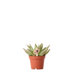 Kolibri Greens | Groene plant - Succulent Echeveria Miranda - potmaat Ø6cm - groene kamerplant - vers van de kweker Everspring