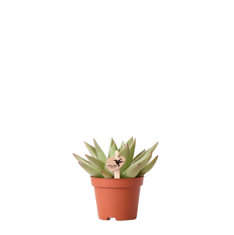 Kolibri Greens | Groene plant - Succulent Echeveria Miranda - potmaat Ø6cm - groene kamerplant - vers van de kweker Everspring