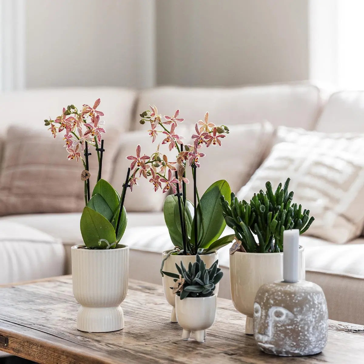 Kolibri Orchids | Rode Phalaenopsis orchidee – Congo + Gummy pot travertine – potmaat Ø9cm – 40cm hoog | bloeiende kamerplant in bloempot - vers van de kweker Everspring