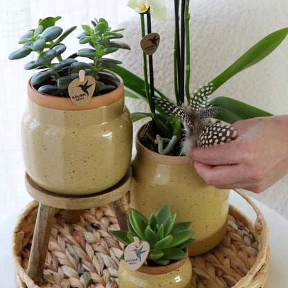 Kolibri Orchids | Groene planten met gele Phalaenopsis orchidee in Vintage khaki sierpotten en hyacinth dienblad Everspring