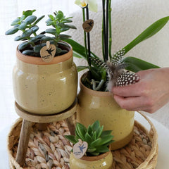 Kolibri Orchids | Groene planten met gele Phalaenopsis orchidee in Vintage khaki sierpotten en hyacinth dienblad Everspring