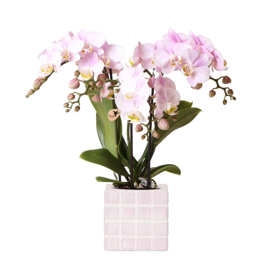 Kolibri Orchids | roze phalaenopsis orchidee Portugal + Mosa sierpot roze - potmaat Ø9cm | bloeiende kamerplant - vers van de kweker Everspring