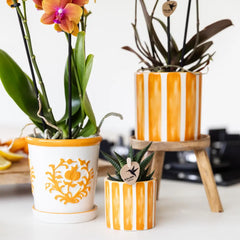 Kolibri Orchids | oranje Phalaenopsis orchidee - Jamaica + Painted Stripe pot oranje - potmaat Ø9cm | bloeiende kamerplant - vers van de kweker Everspring