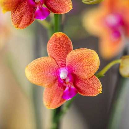 Kolibri Orchids I COMBI DEAL van 4 geurende oranje Phalaenopsis orchideeën - potmaat Ø12cm | bloeiende kamerplant - vers van de kweker Everspring