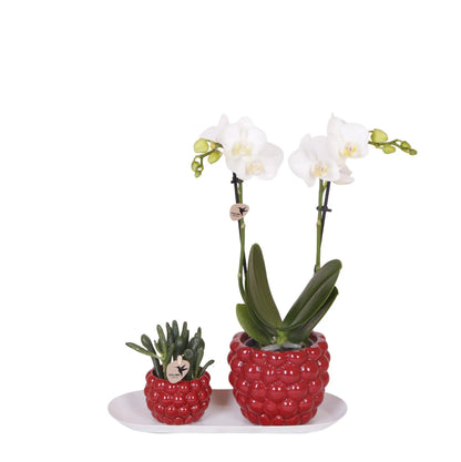 Kolibri Orchids | Plantenset Optimisme small| Groene planten met witte Phalaenopsis orchidee in Optimism sierpotten en witte dienblad Everspring