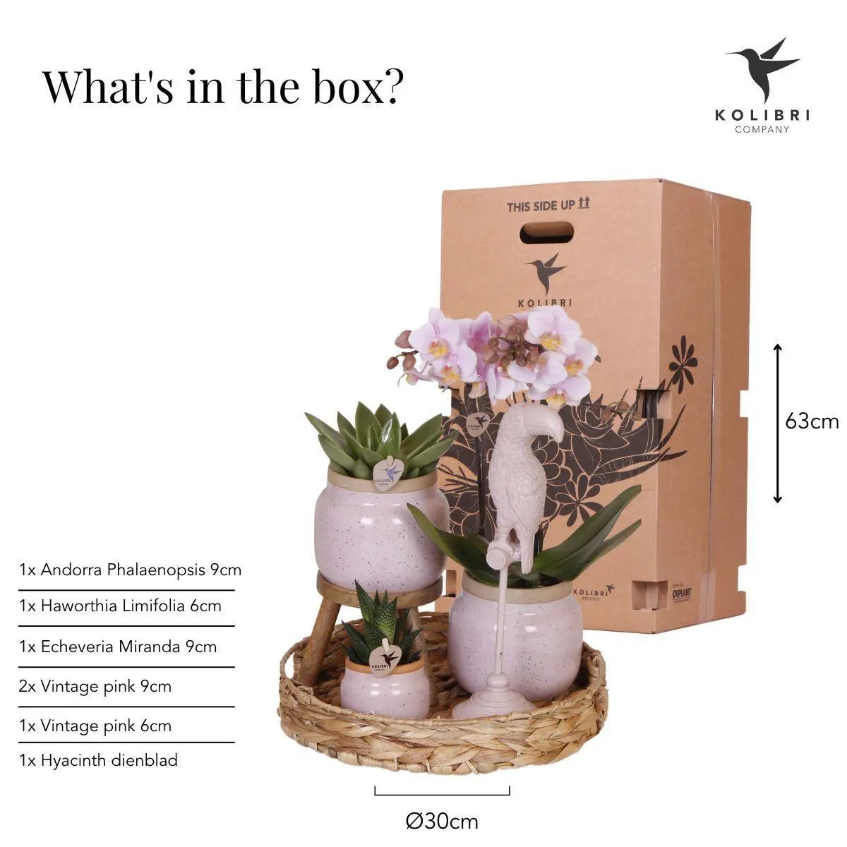 Kolibri Company | Gift set Romantic| Plantenset met roze Phalaenopsis Orchidee en Succulenten incl. keramieken sierpotten Everspring