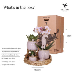 Kolibri Company | Gift set Romantic| Plantenset met roze Phalaenopsis Orchidee en Succulenten incl. keramieken sierpotten Everspring