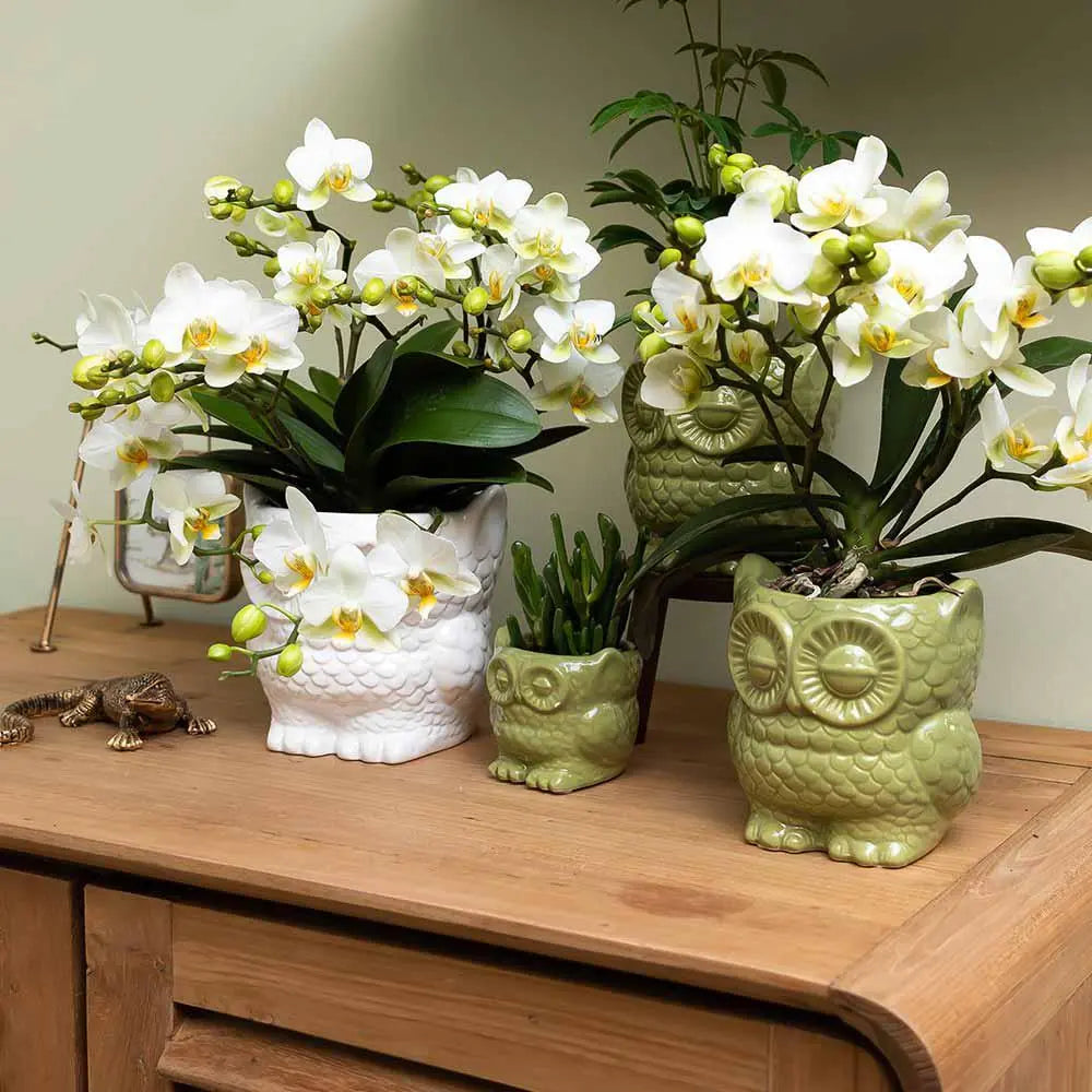 Kolibri Home | Owl bloempot - Witte keramieken sierpot - Ø6cm Everspring