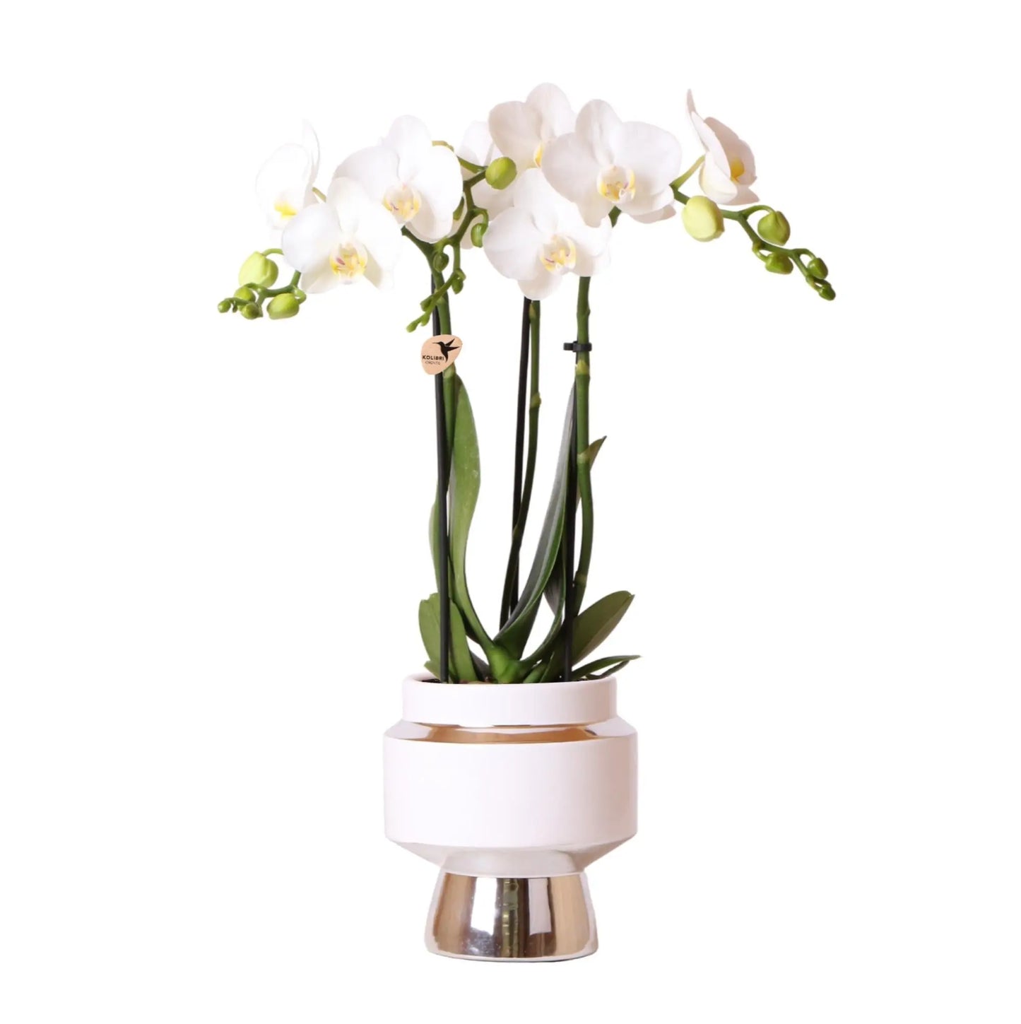 Kolibri Orchids | Witte Phalaenopsis orchidee – Amabilis + Le Chic sierpot zilver – potmaat Ø9cm – 40cm hoog | bloeiende kamerplant in bloempot - vers van de kweker Everspring