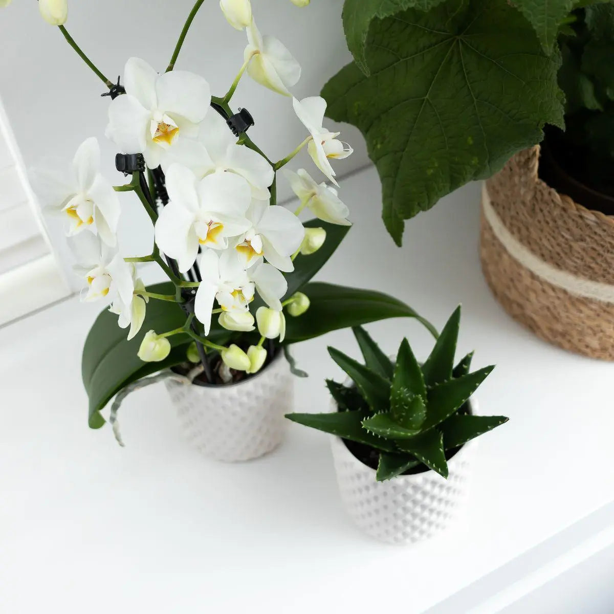 Kolibri Orchids | witte Phalaenopsis orchidee - Niagara Fall  - potmaat Ø12cm | bloeiende kamerplant - vers van de kweker Everspring