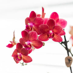 Kolibri Orchids | Rode Phalaenopsis orchidee – Congo + Gummy pot travertine – potmaat Ø9cm – 40cm hoog | bloeiende kamerplant in bloempot - vers van de kweker Everspring