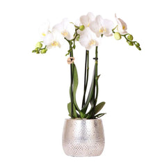 Kolibri Orchids | witte Phalaenopsis orchidee - Amabilis + Elite pot silver- potmaat Ø9cm - 35cm hoog | bloeiende kamerplant - vers van de kweker Everspring