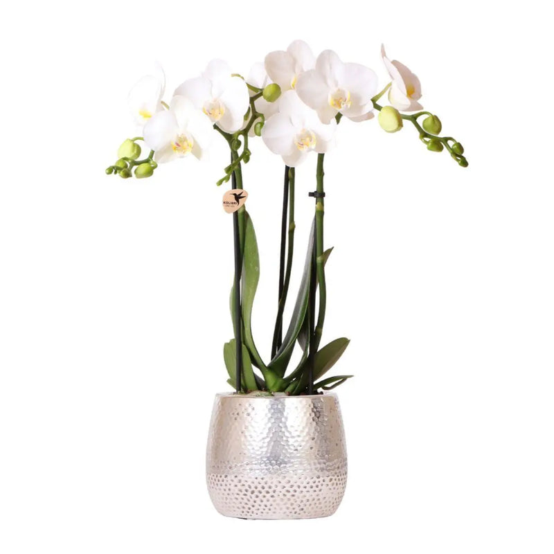 Kolibri Orchids | witte Phalaenopsis orchidee - Amabilis + Elite pot silver- potmaat Ø9cm - 35cm hoog | bloeiende kamerplant - vers van de kweker Everspring