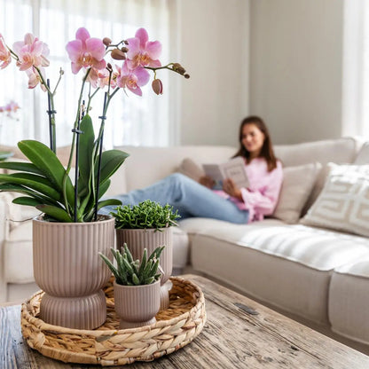 Kolibri Orchids I COMBI DEAL van 2 oud roze Phalaenopsis orchideeën - Treviso - potmaat Ø12cm | bloeiende kamerplant - vers van de kweker Everspring