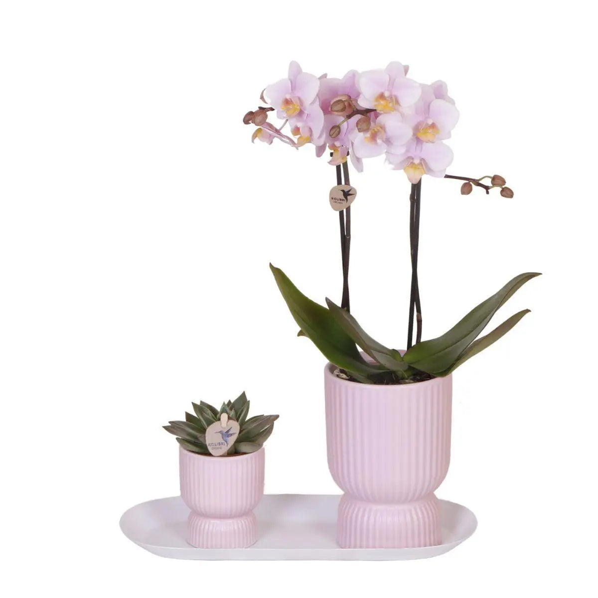 Kolibri Orchids | Plantenset Floral Blush pink small| Groene planten met Phalaenopsis orchidee in Floral Blush pink sierpotten en wit dienblad Everspring