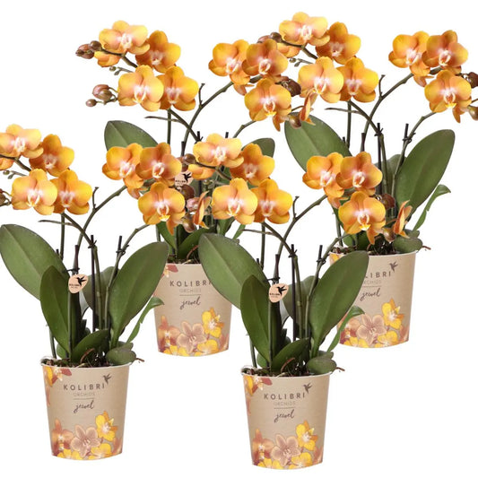 Kolibri Orchids | COMBI DEAL van 4 Phalaenopsis orchideeën - Las Vegas - potmaat Ø12cm | bloeiende kamerplant - vers van de kweker Everspring