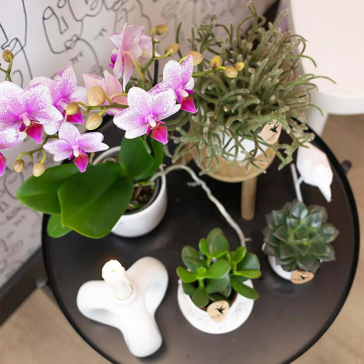 Kolibri Orchids | Roze Phalaenopsis orchidee - Mineral Rotterdam - potmaat Ø9cm | bloeiende kamerplant - vers van de kweker Everspring