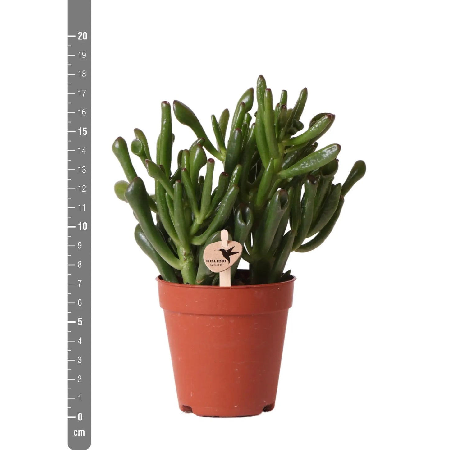 Kolibri Greens | Groene plant - Succulent Crassula Hobbit -  groene kamerplant - vers van de kweker - Ø9cm Everspring