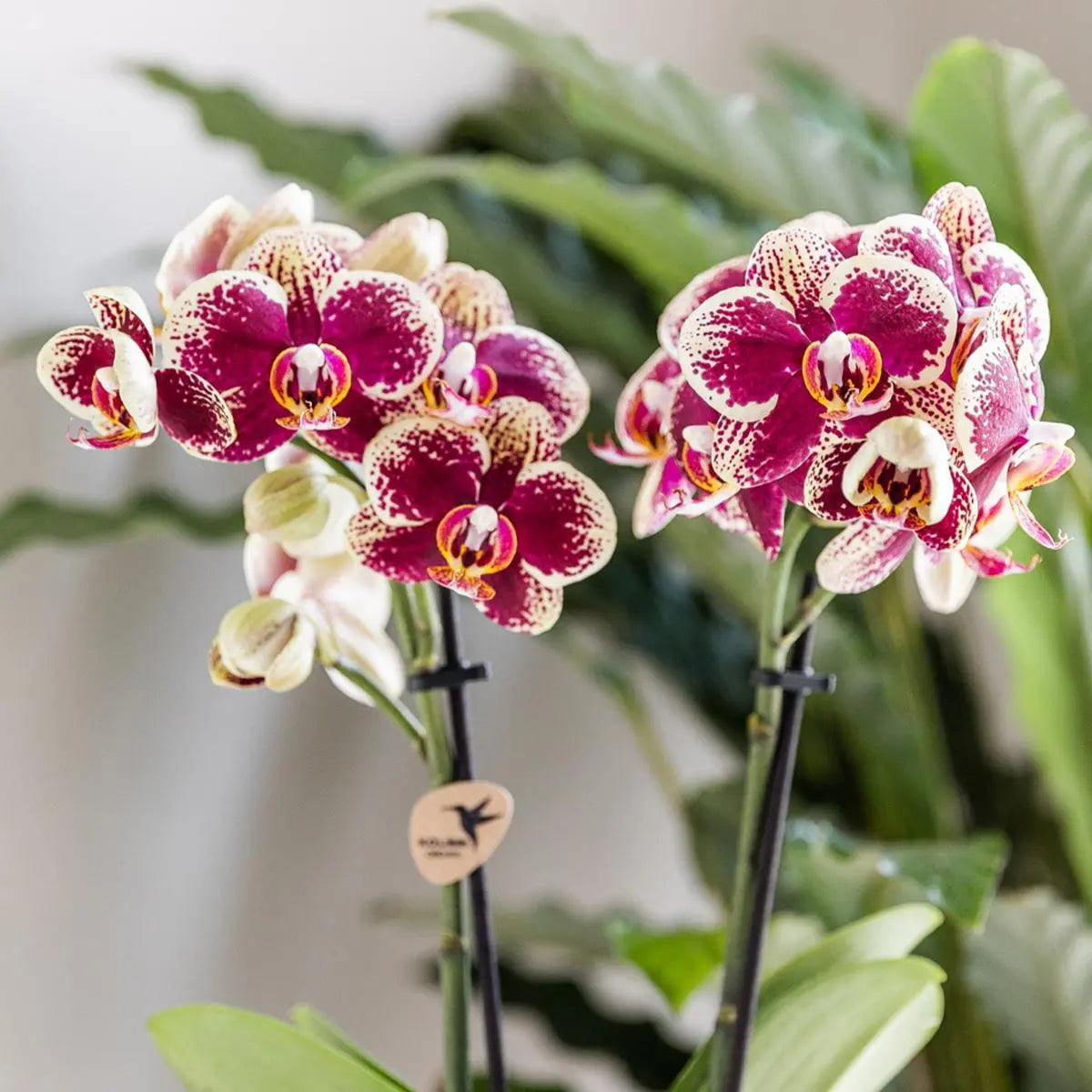 Kolibri Orchids | Geel rode phalaenopsis orchidee - Spain - potmaat Ø9cm | bloeiende kamerplant - vers van de kweker Everspring