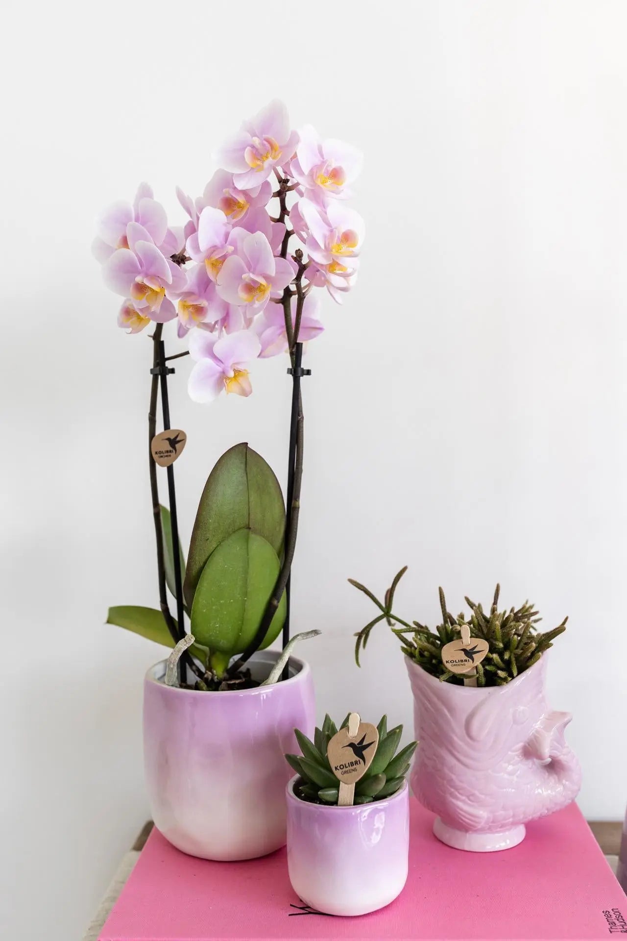 Kolibri Orchids | Roze phalaenopsis orchidee - Andorra - potmaat Ø9cm | bloeiende kamerplant - vers van de kweker Everspring