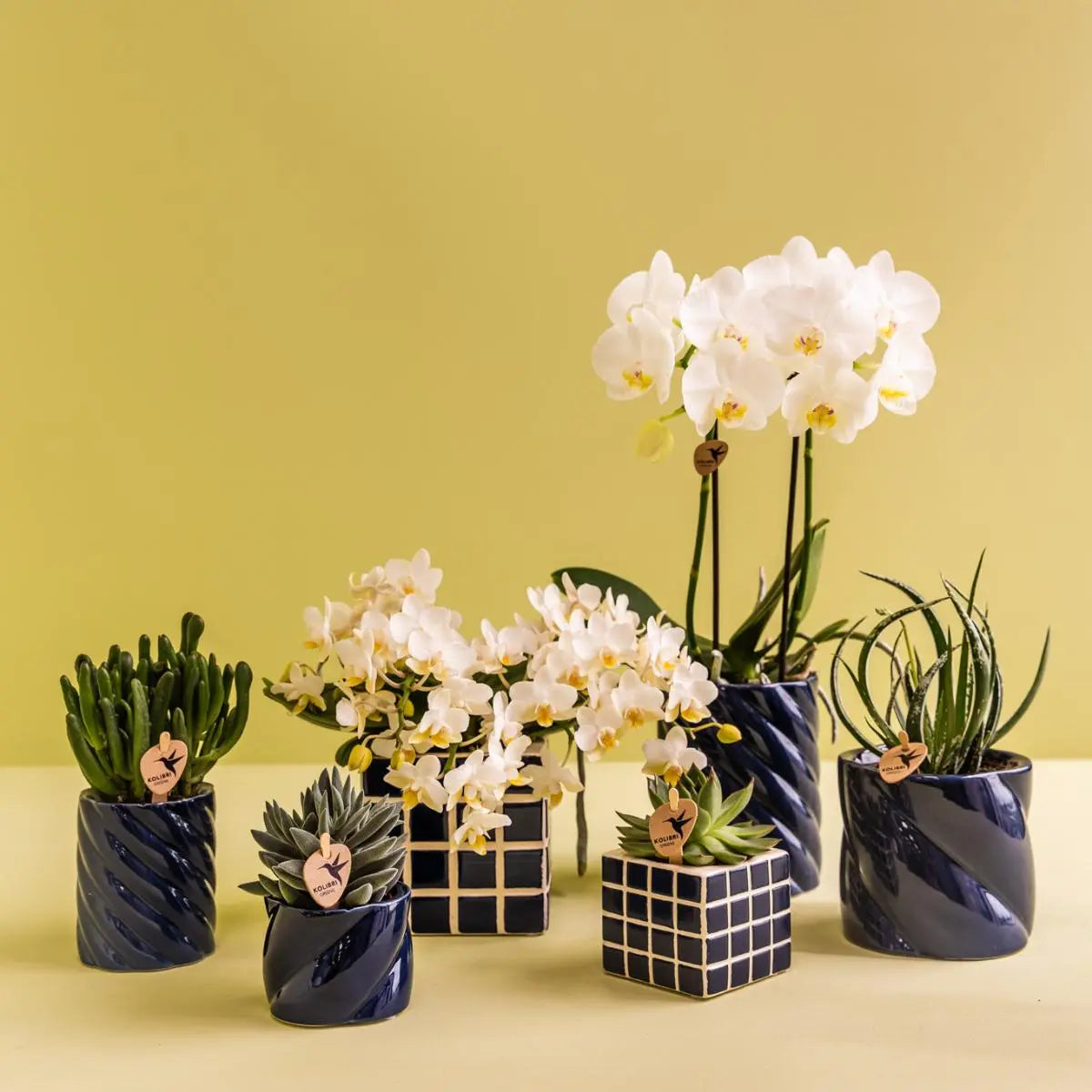 Kolibri Orchids | Set van witte orchidee Amabilis en succulent in Candy sierpotten blauw - potmaat Ø9cm & Ø6cm | bloeiende kamerplant - vers van de kweker Everspring