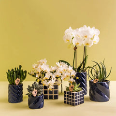 Kolibri Orchids | Set van witte orchidee Amabilis en succulent in Candy sierpotten blauw - potmaat Ø9cm & Ø6cm | bloeiende kamerplant - vers van de kweker Everspring