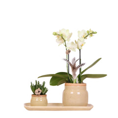 Kolibri Orchids | Groene plant met gele Phalaenopsis orchidee in Vintage khaki sierpotten en bamboe dienblad Everspring