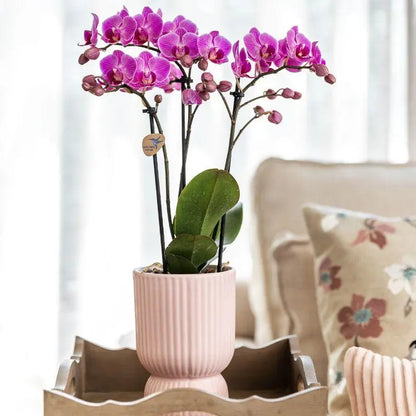 Kolibri Orchids | Plantenset Floral Blush pink small| Groene planten met Phalaenopsis orchidee in Floral Blush pink sierpotten en wit dienblad Everspring