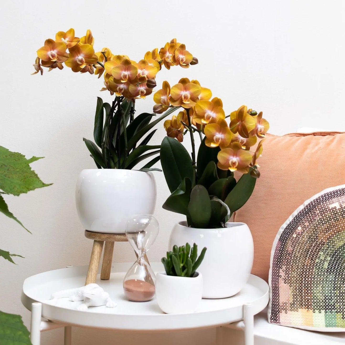 Kolibri Orchids | Oranje gouden Phalaenopsis orchidee - Jewel Las Vegas - potmaat Ø12cm | bloeiende kamerplant - vers van de kweker Everspring