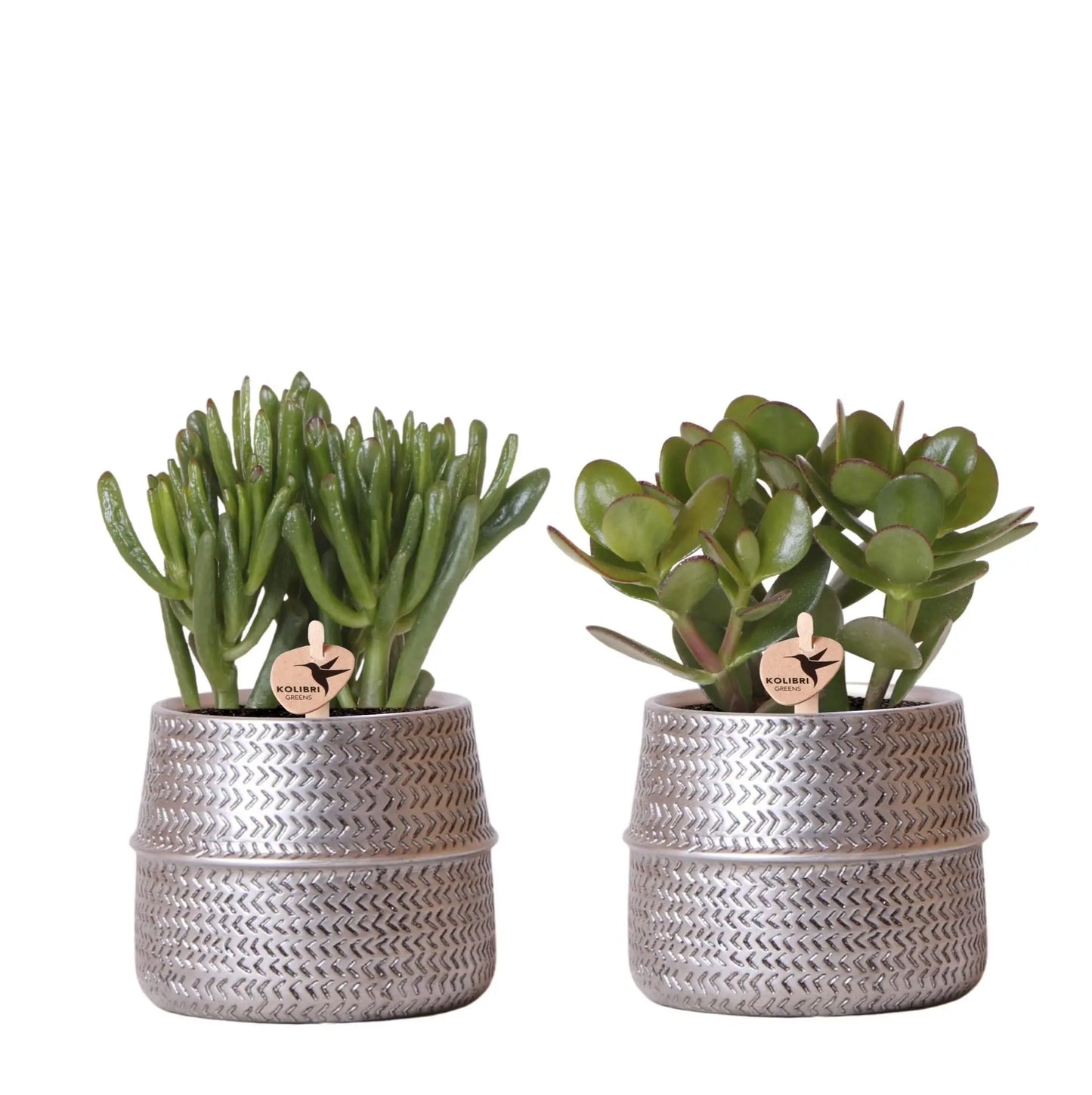 Kolibri Greens | Succulenten set van 2 planten in zilveren groove sierpotten - keramiek  potmaat Ø9cm Everspring