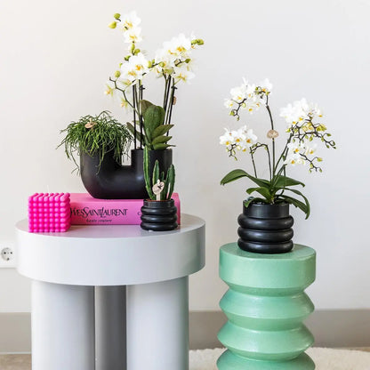 Kolibri Orchids | Witte phalaenopsis orchidee - Lausanne + Bubble pot black- potmaat Ø9cm | bloeiende kamerplant - vers van de kweker Everspring