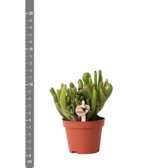 Kolibri Greens | Groene plant - Succulent Crassula Hobbit - potmaat Ø6cm - groene kamerplant - vers van de kweker Everspring