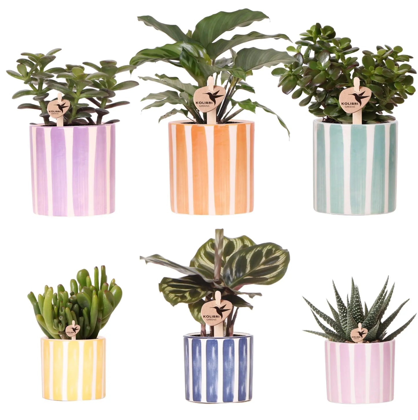 Kolibri Greens | Mix van groene planten + Painted Stripe sierpotten - potmaat Ø9cm & Ø6cm | bloeiende kamerplanten - vers van de kweker Everspring