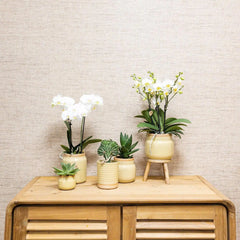 Kolibri Orchids | Groene plant met gele Phalaenopsis orchidee in Vintage khaki sierpotten en bamboe dienblad Everspring