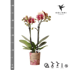 Kolibri Orchids | Geel rode phalaenopsis orchidee - Spain - potmaat Ø9cm | bloeiende kamerplant - vers van de kweker Everspring