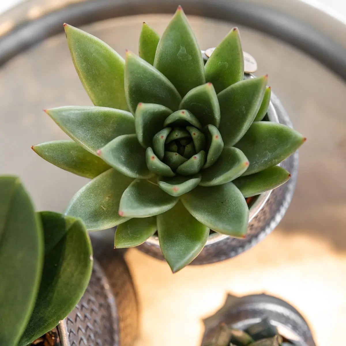 Kolibri Greens | Succulenten set van 2 planten in zilveren groove sierpotten - keramiek  potmaat Ø9cm Everspring