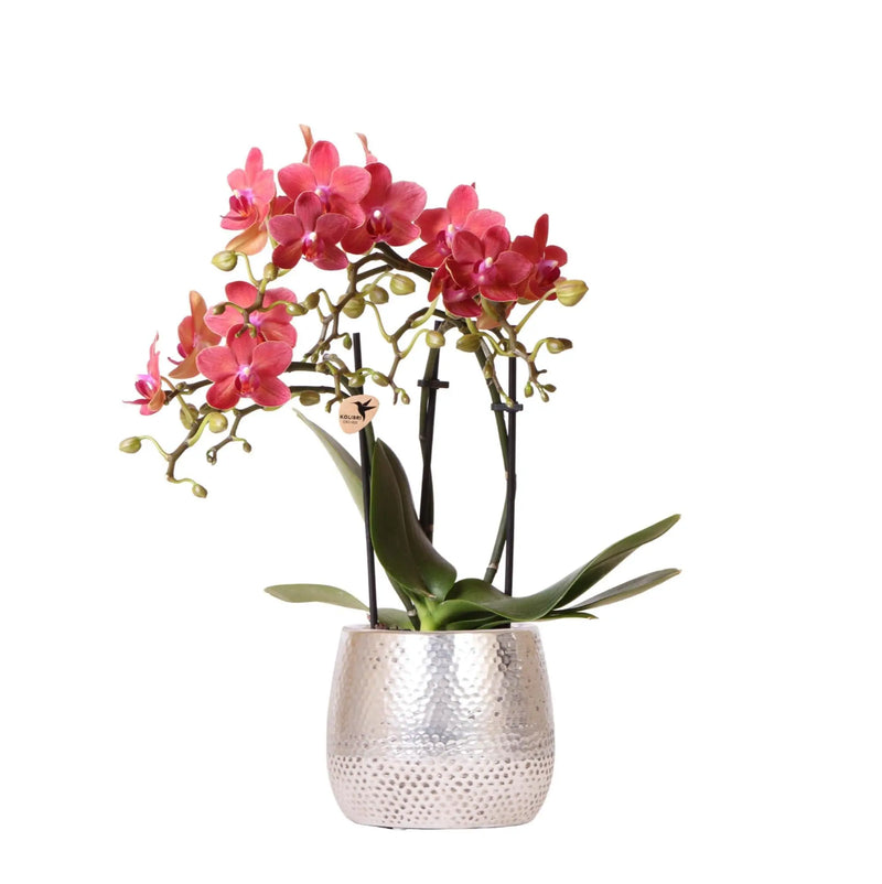 Kolibri Orchids | rode Phalaenopsis orchidee – Congo + Elite pot silver – potmaat Ø9cm – 40cm hoog | bloeiende kamerplant in bloempot - vers van de kweker Everspring