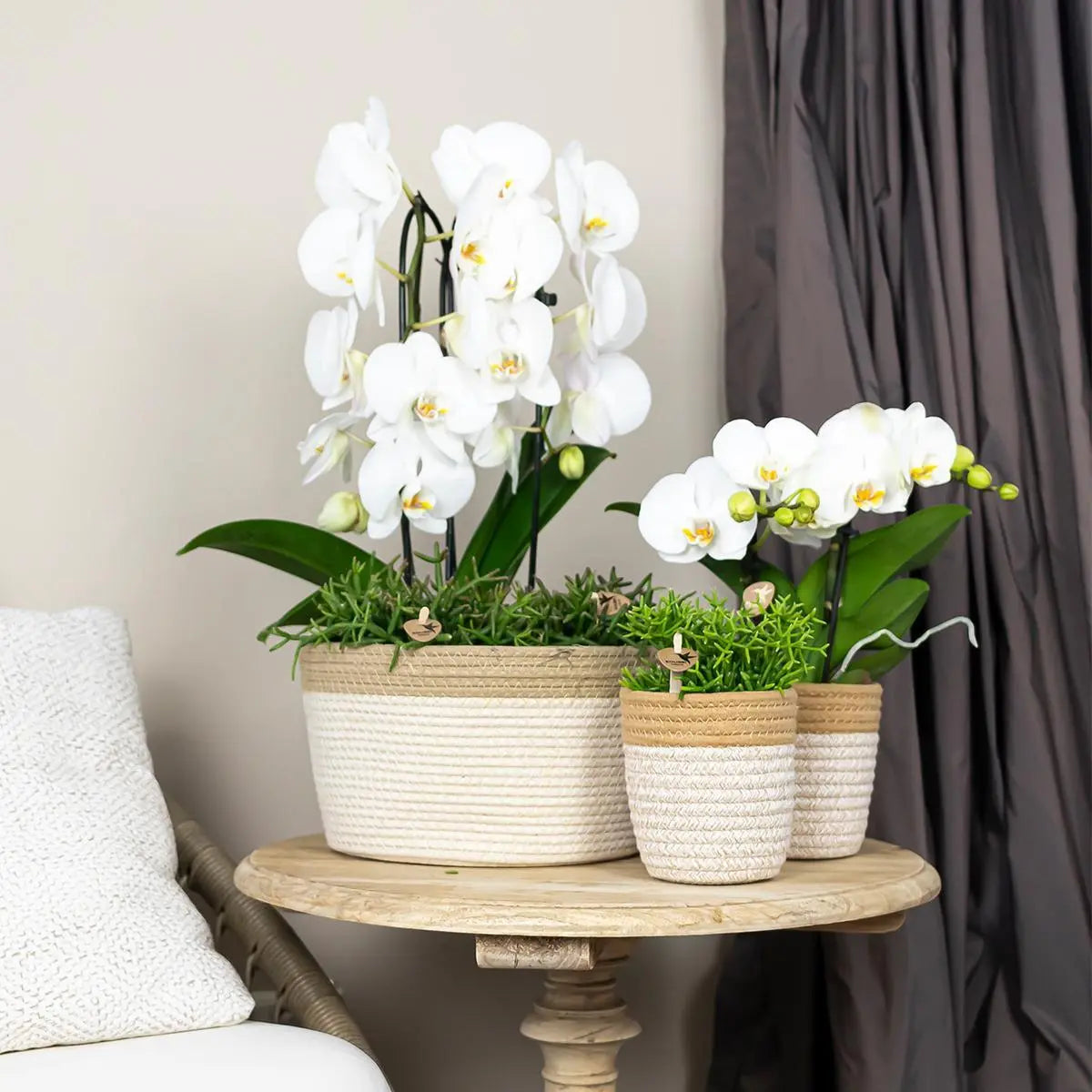 Kolibri Orchids | witte Phalaenopsis orchidee - Niagara Fall  - potmaat Ø12cm | bloeiende kamerplant - vers van de kweker Everspring