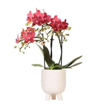 Kolibri Orchids | Rode Phalaenopsis orchidee – Congo + Gummy pot travertine – potmaat Ø9cm – 40cm hoog | bloeiende kamerplant in bloempot - vers van de kweker Everspring