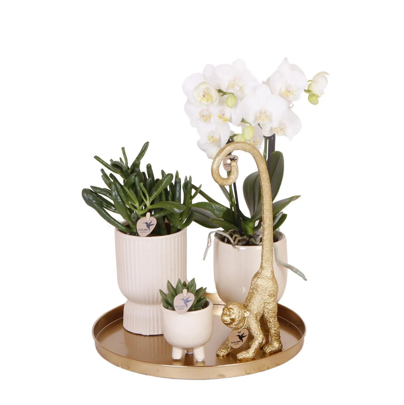 Kolibri Company | Gift set Luxury Living | Plantenset met witte Phalaenopsis Orchidee en Succulenten incl. keramieken sierpotten Everspring