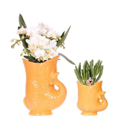 Kolibri Orchids | Set van witte orchidee Nazaré en succulent in Fish sierpot oranje - potmaat Ø9cm & Ø6cm | bloeiende kamerplant - vers van de kweker Everspring