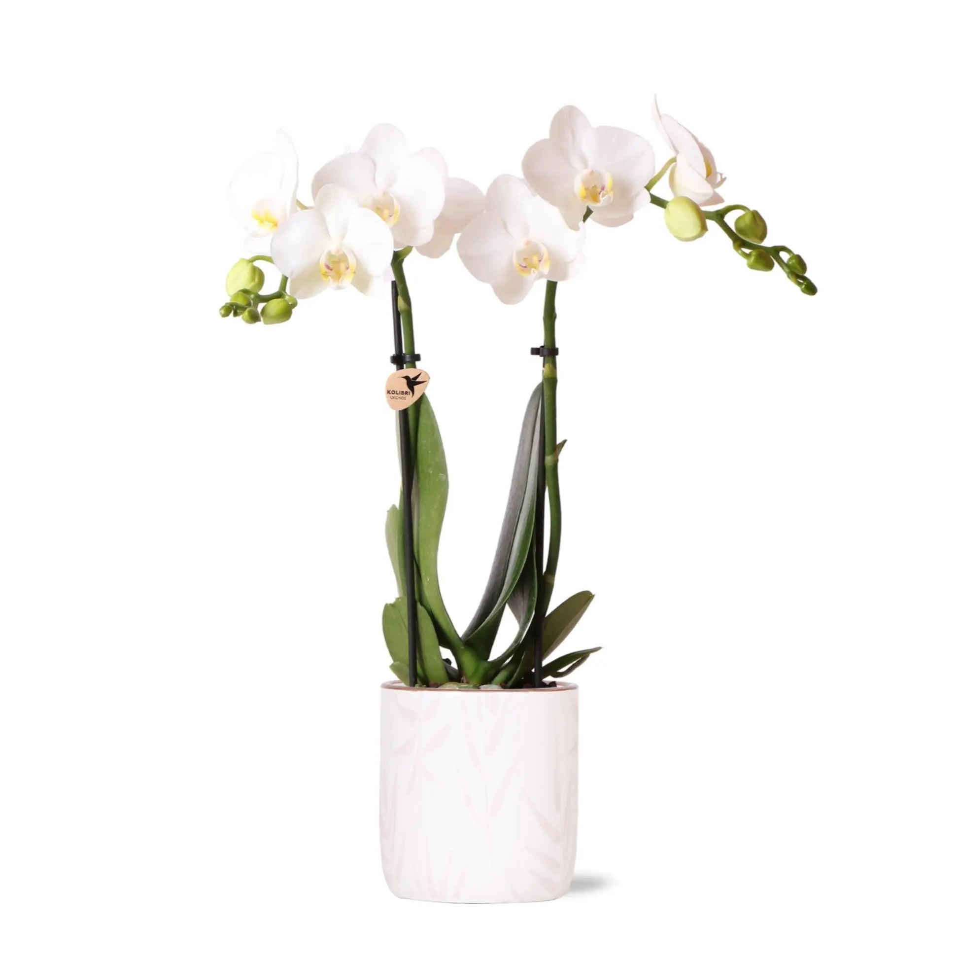 Kolibri Orchids | witte Phalaenopsis orchidee - Amabilis + Leaf pot pink - potmaat Ø9cm | bloeiende kamerplant - vers van de kweker Everspring