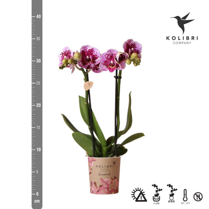 Kolibri Orchids | Roze paarse phalaenopsis orchidee - El Salvador - potmaat Ø9cm | bloeiende kamerplant - vers van de kweker Everspring