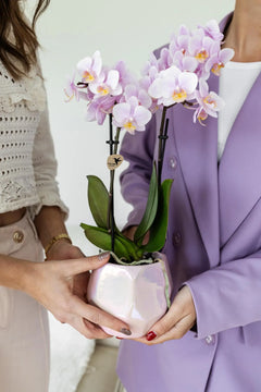 Kolibri Orchids | Roze phalaenopsis orchidee - Andorra - potmaat Ø9cm | bloeiende kamerplant - vers van de kweker Everspring