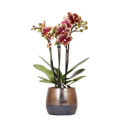 Kolibri Orchids | geel rode Phalaenopsis orchidee – Spain + Elite sierpot copper – potmaat Ø9cm – 40cm hoog | bloeiende kamerplant in bloempot - vers van de kweker Everspring